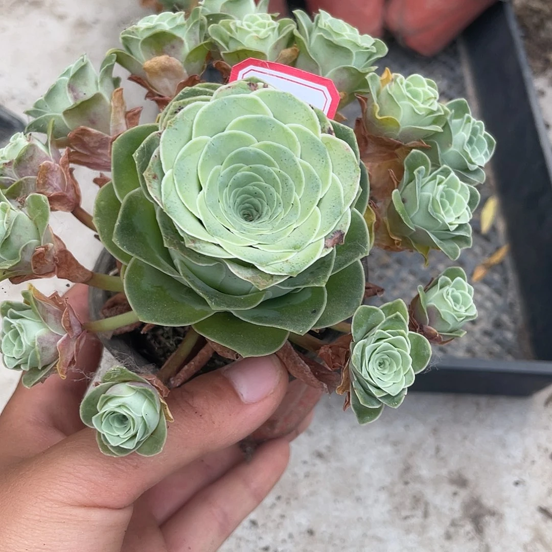 山地玫瑰多肉不售后 410