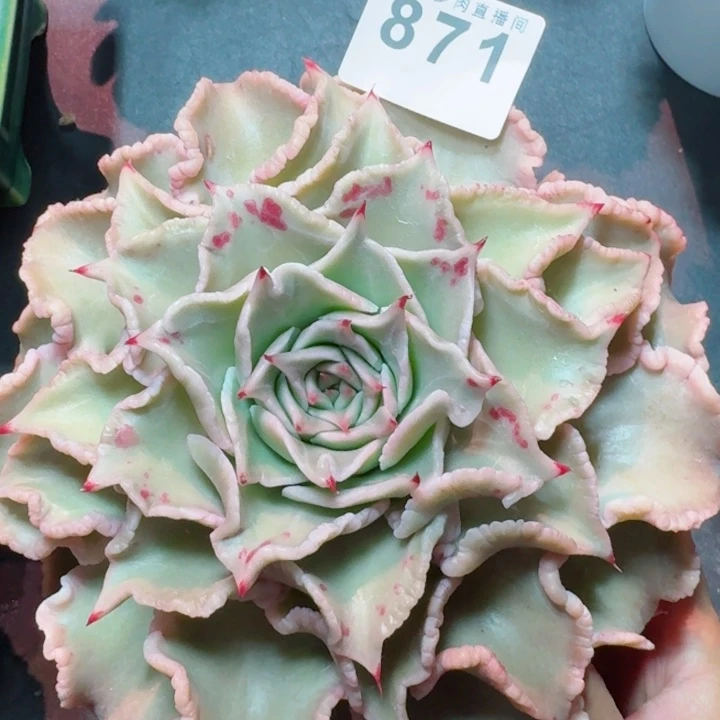 饺子皮         精控精养多肉植物