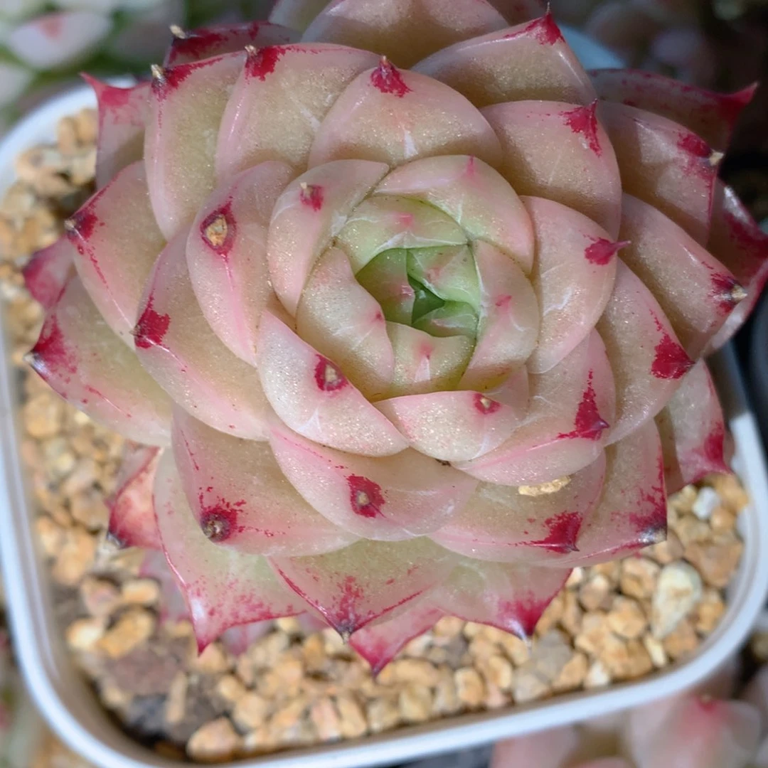 0314-92 麦杆优选