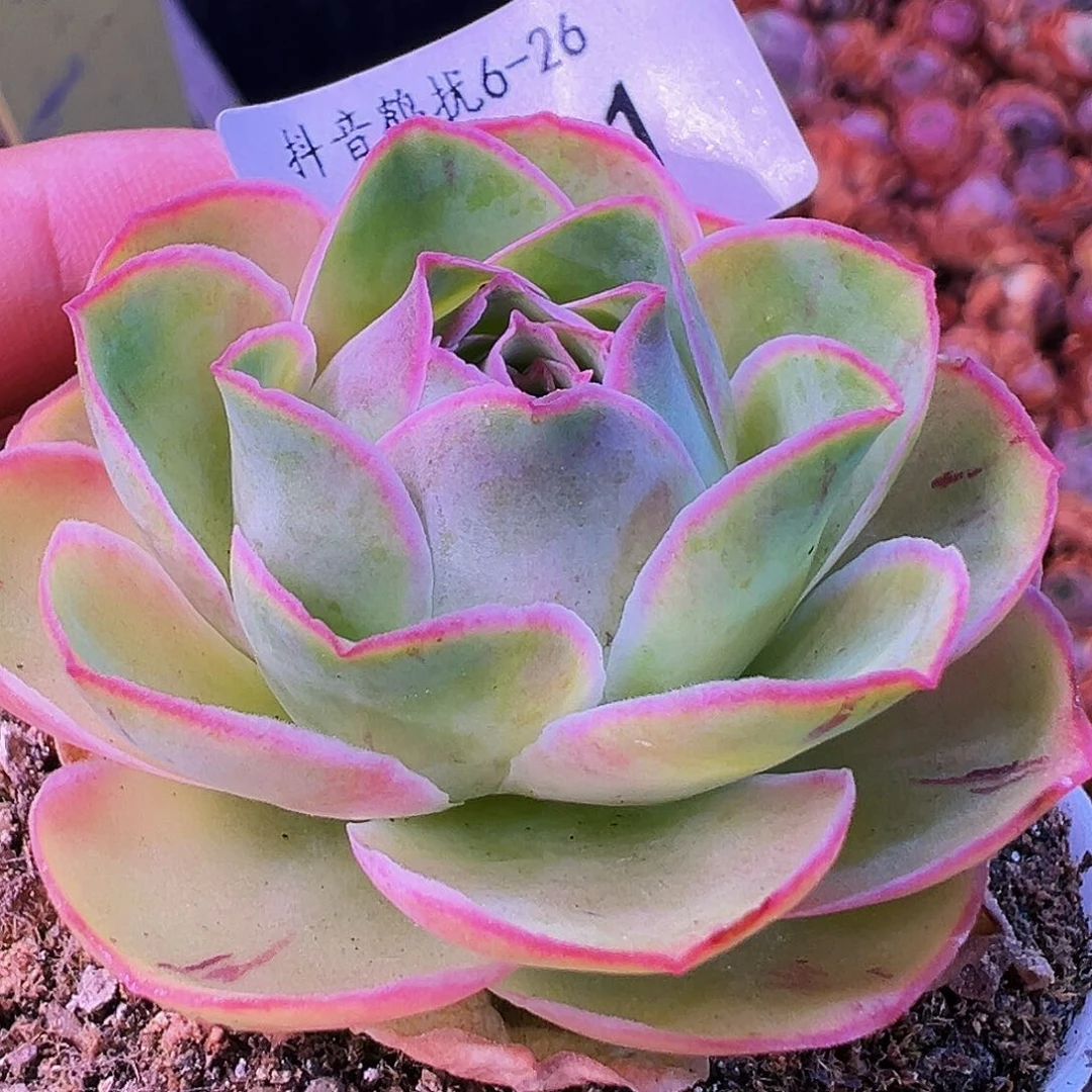无花朵HR731开播福利捡漏