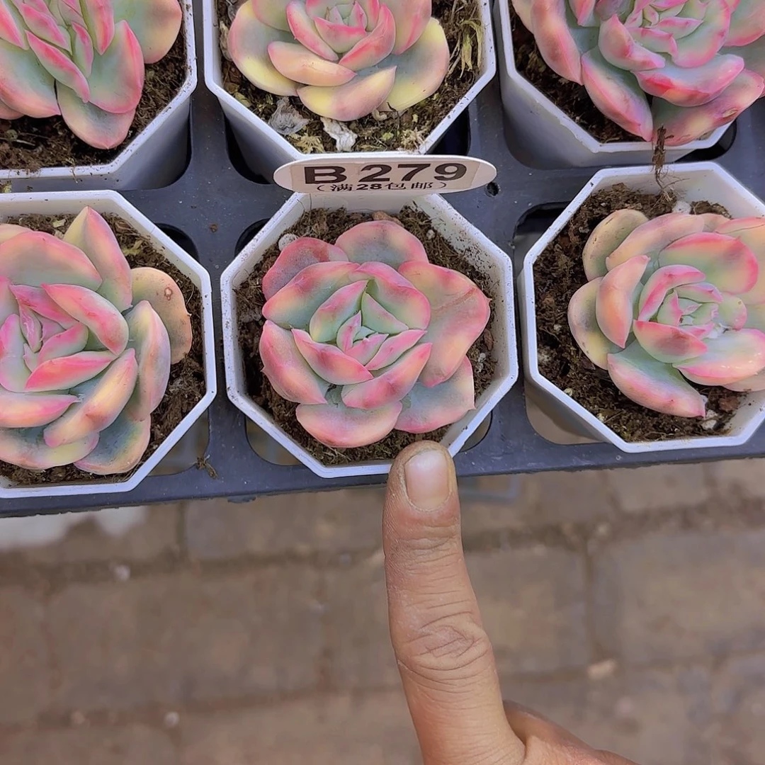 B279绮罗锦一物一拍