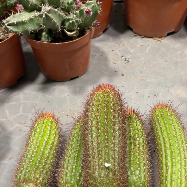 红刺金妞侧芽一个5.88