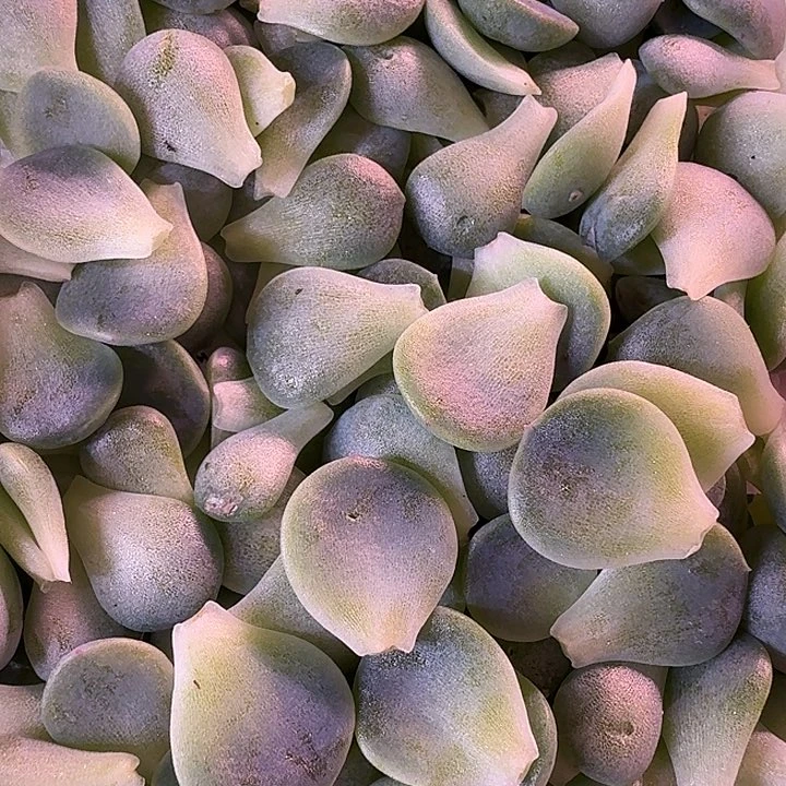 火烈鸟甜心叶片30片