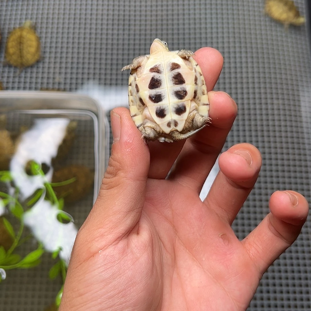 母绿毛龟?****✧2号 20