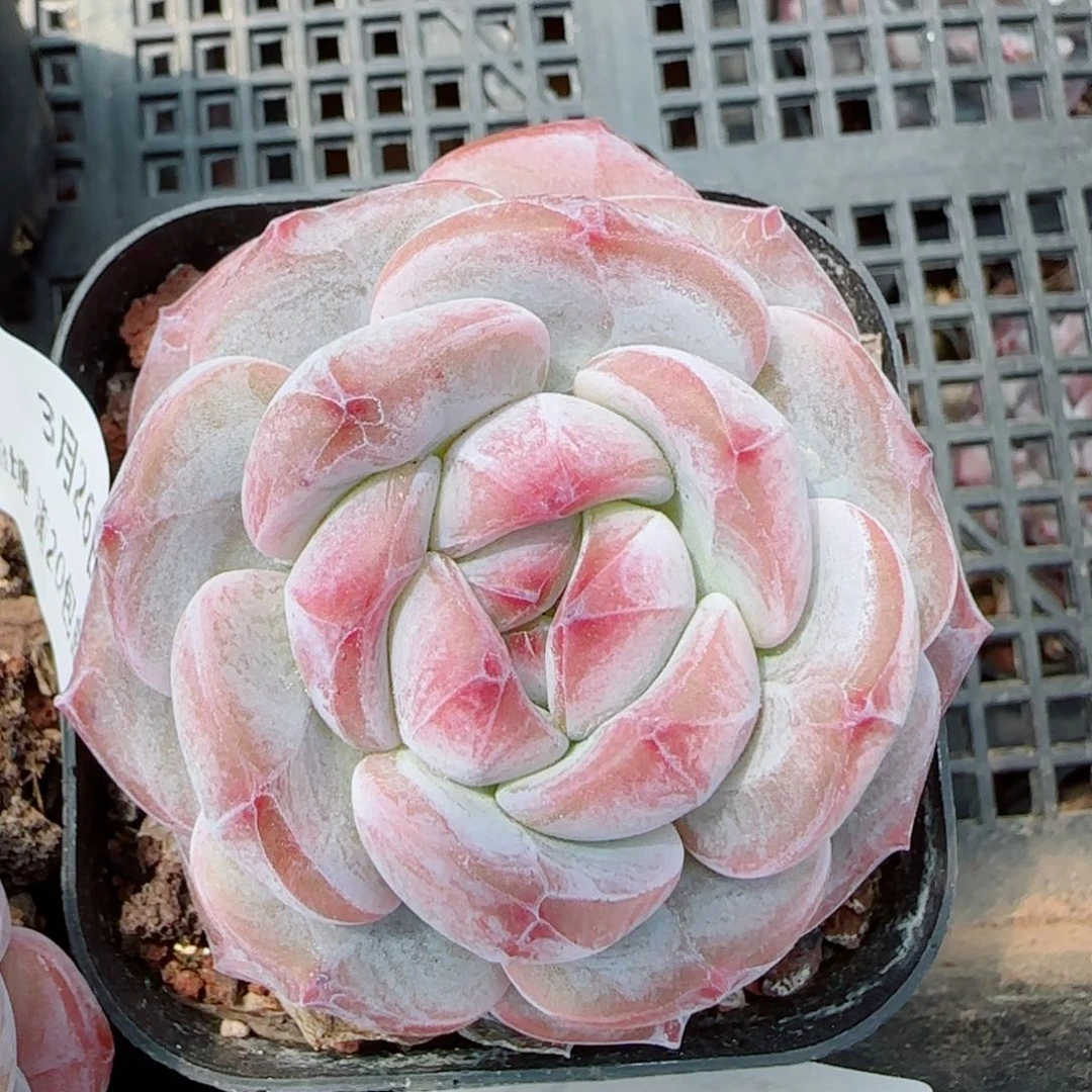 花语逸镜0326-139