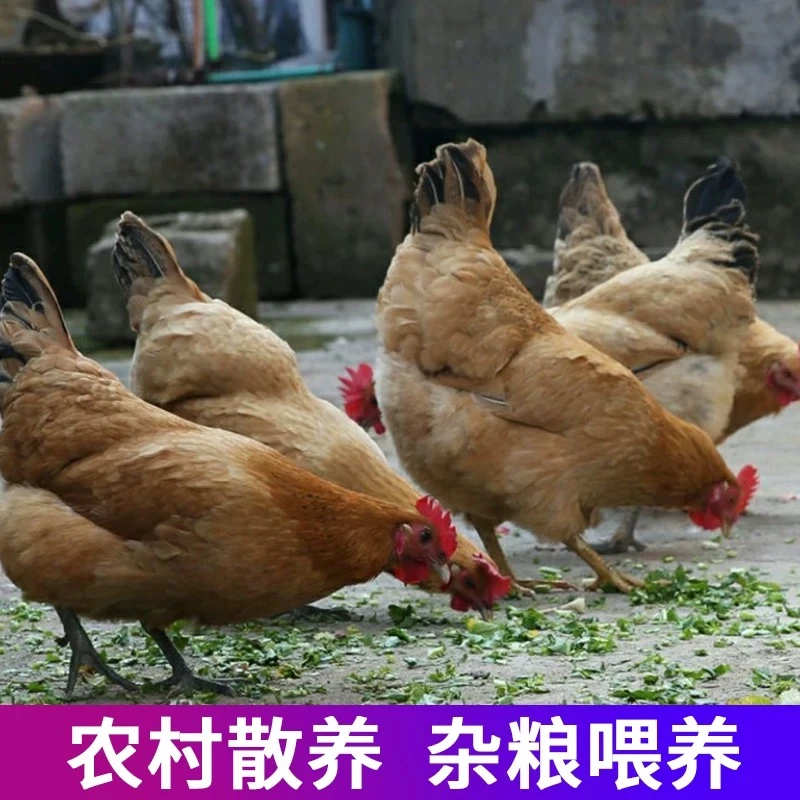 土鸡农家散养鸡现杀新鲜母鸡五谷杂粮正宗草鸡走地鸡园林走山鸡