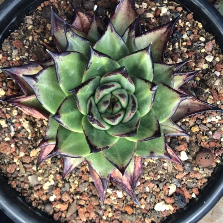 质感很强宽叶棱线