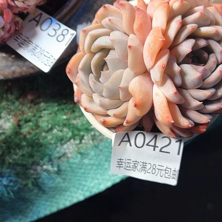 幸运的是我的朋友们