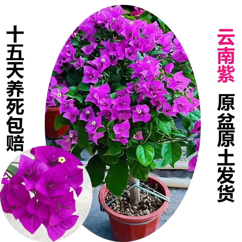 云南紫(三角梅)原生大苗四季开花老桩爬藤植物