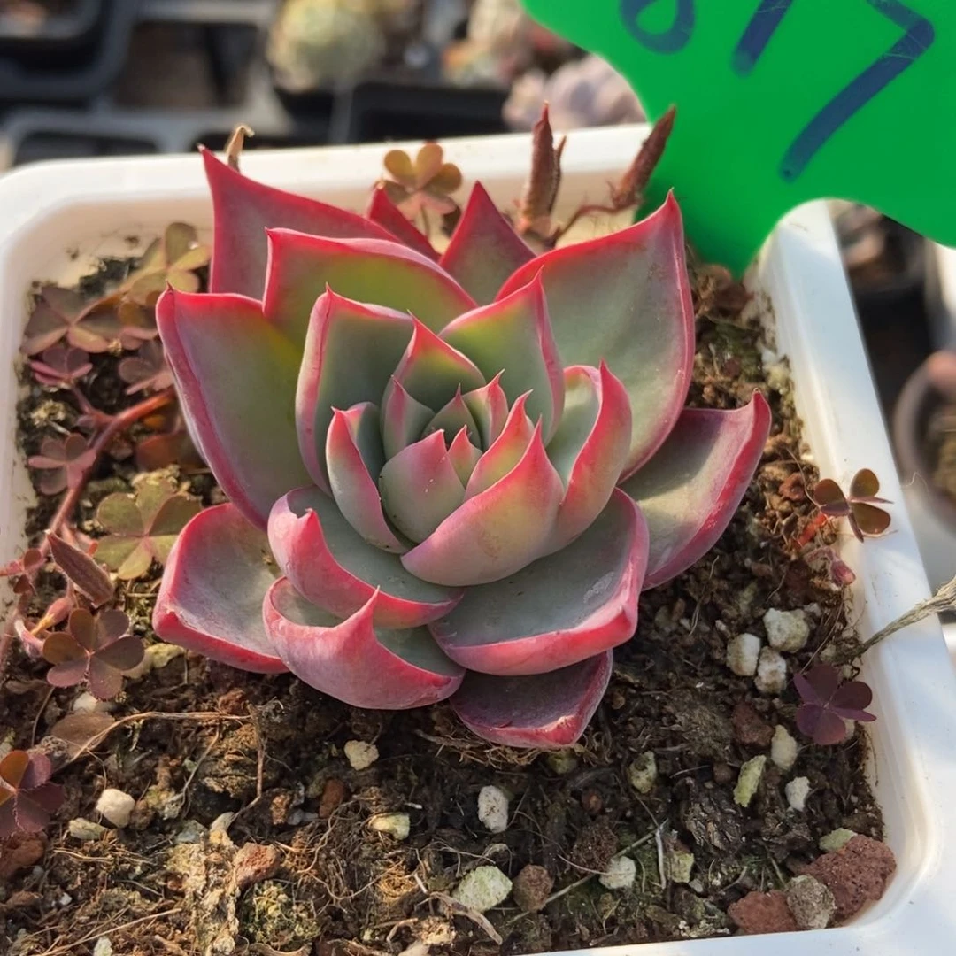 817惊鸿仙子多肉植物