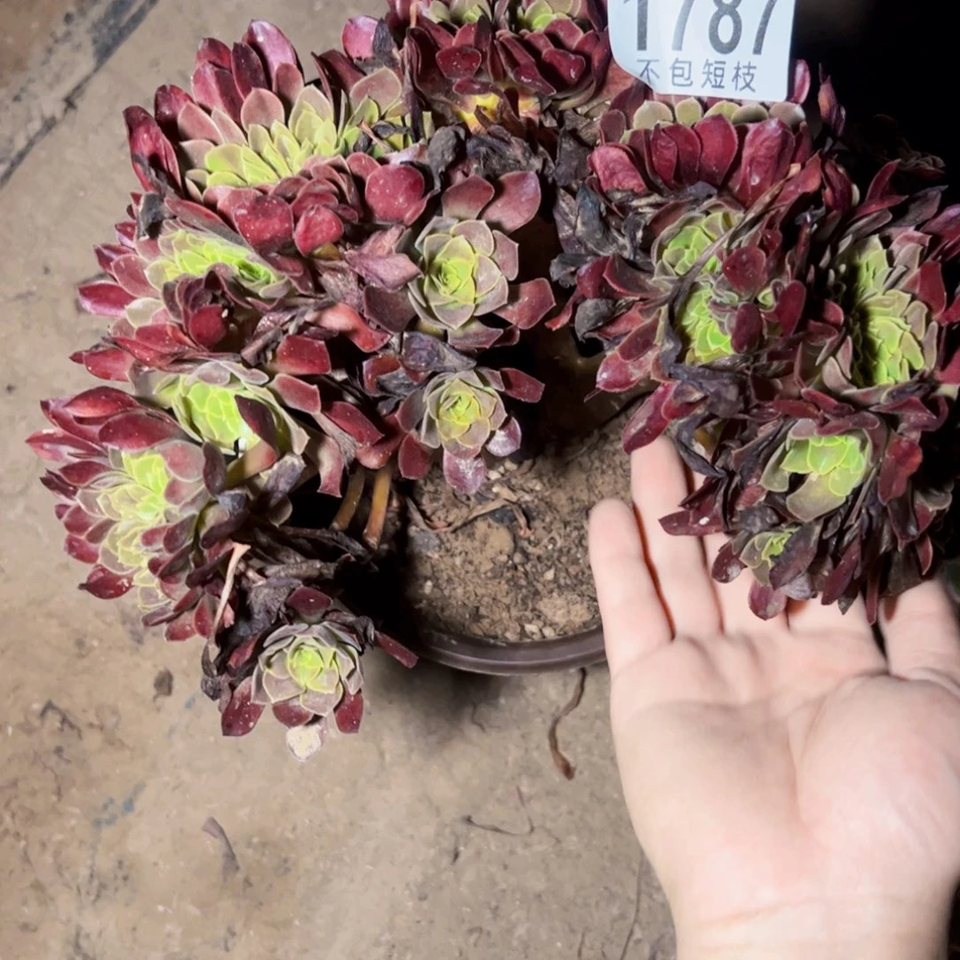 欧嘉莉缀多肉植物1787