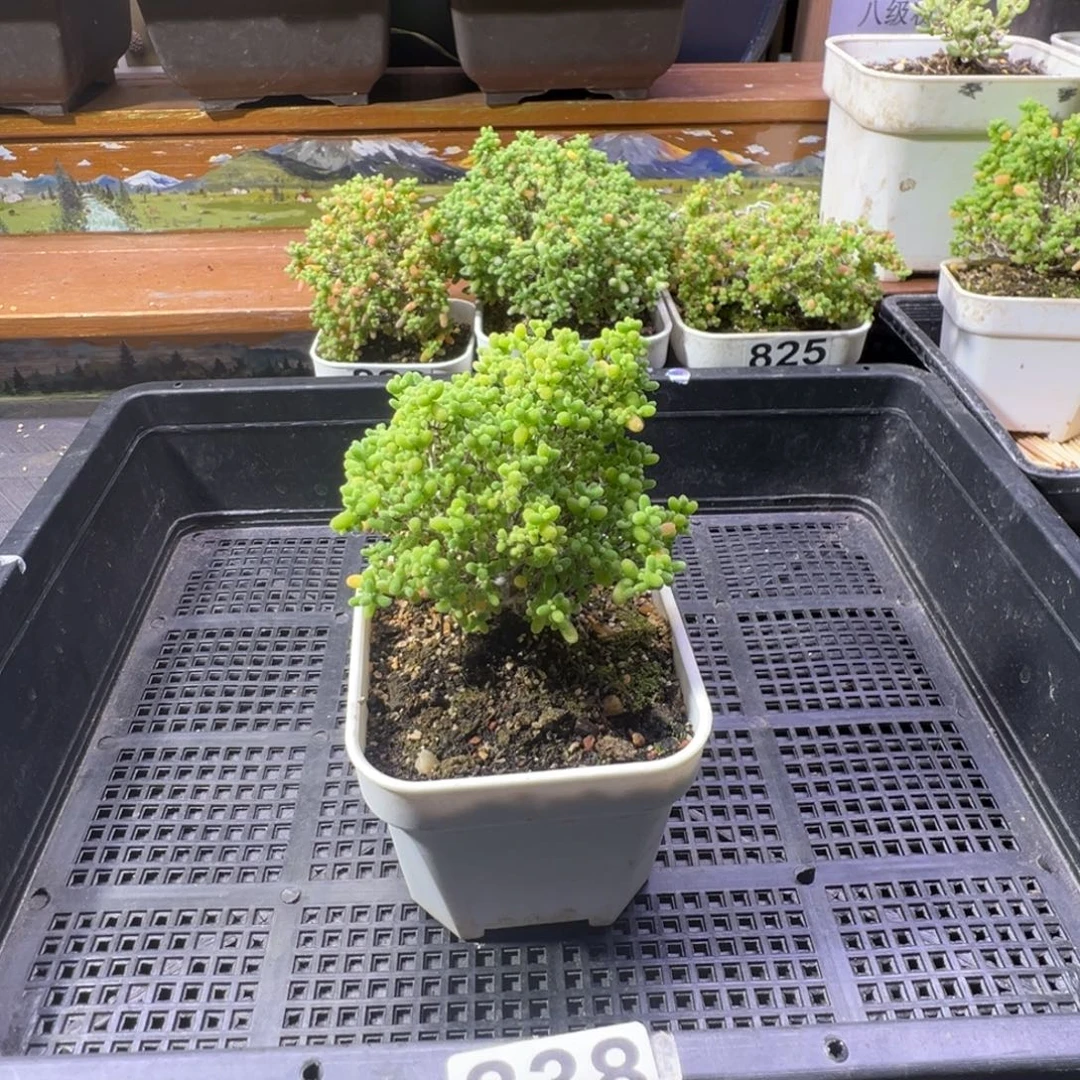 M****枝干番杏多肉植物838安