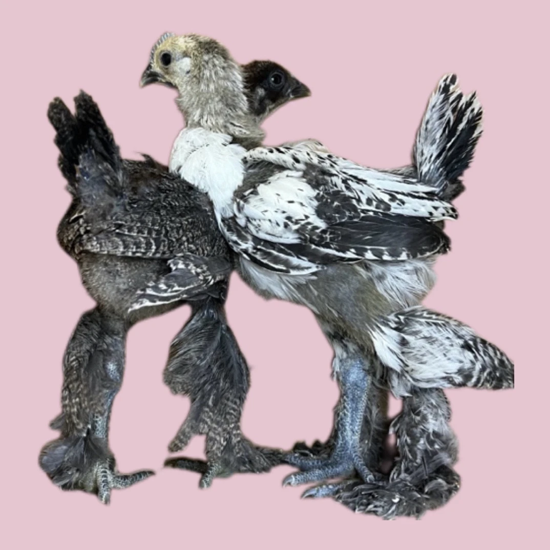 无量山乌骨鸡宠物鸡顺丰包邮包路损到家