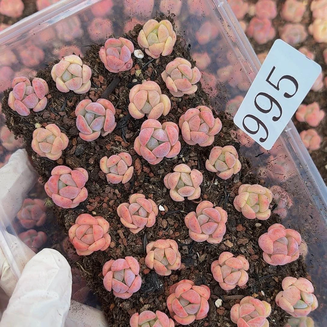 多肉植物多肉植物995
