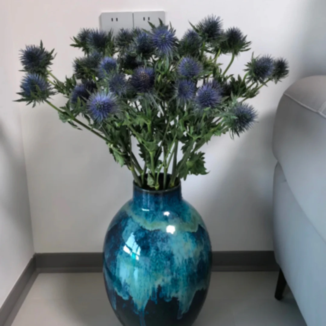 肯尼亚进口多头高山刺芹可做干花