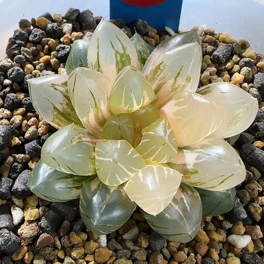 367号OM玉露锦一物一拍带盆土