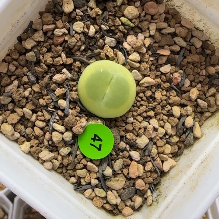 拉登1.7多肉植物47