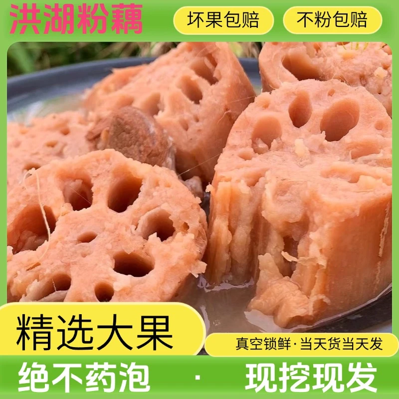 洪湖新鲜粉藕现挖现发湖北特产煲汤莲藕粉糯九孔藕
