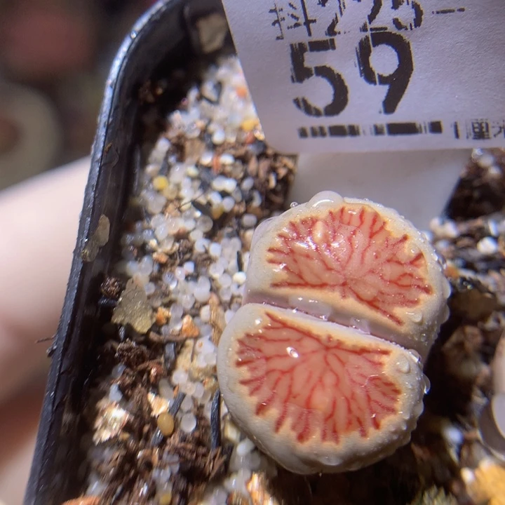 新年快乐呀225.59