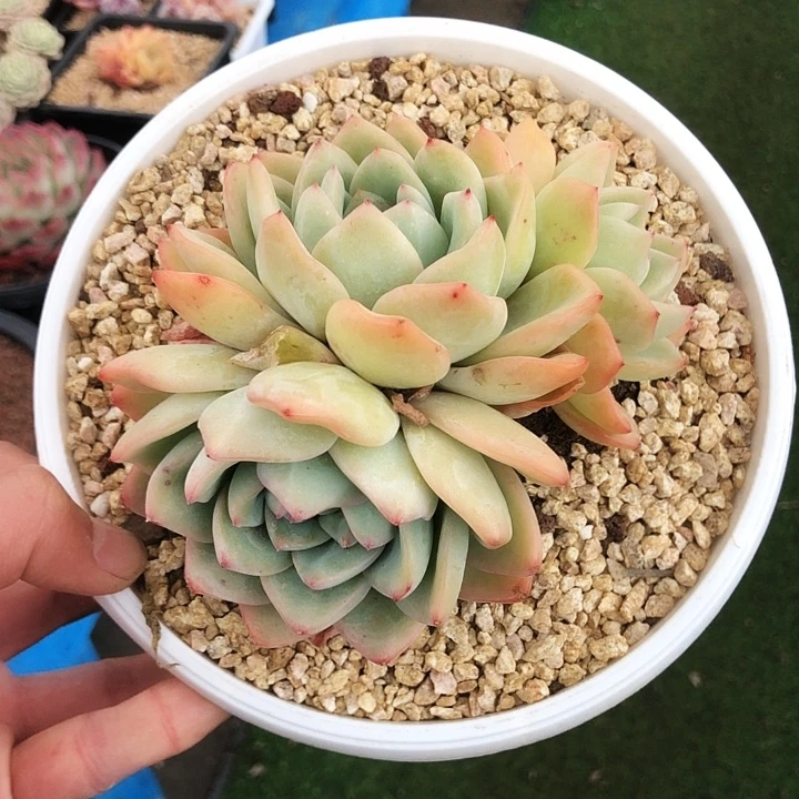 奶油泡芙大群多肉植物