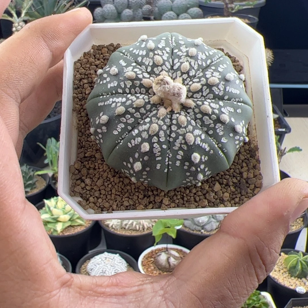 仙人球兜实生一物一拍