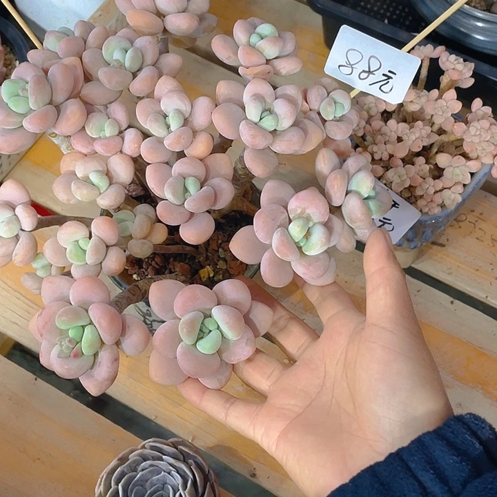 华****金谢谢你的支持00000088