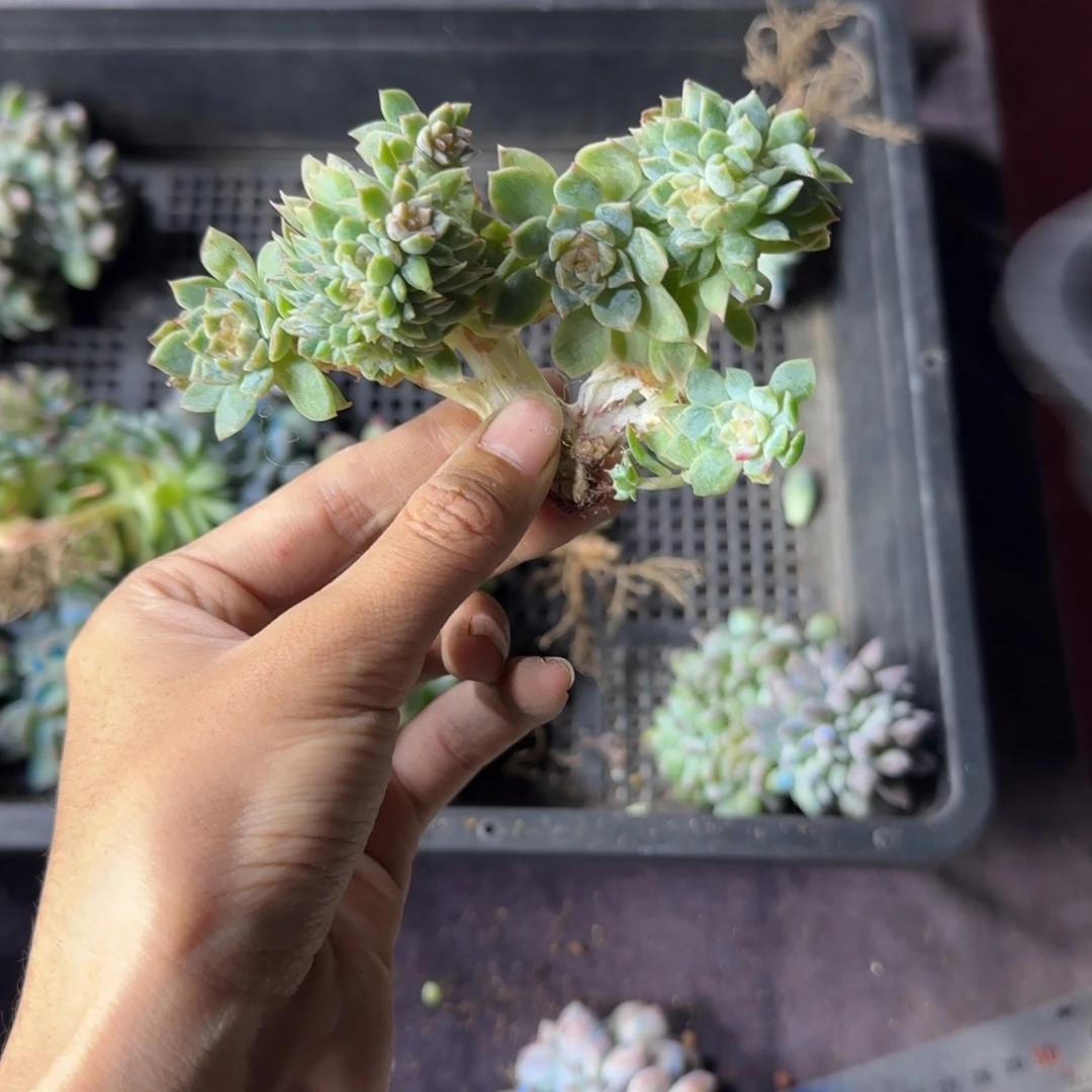萝***莉冰魄缀化一物一拍