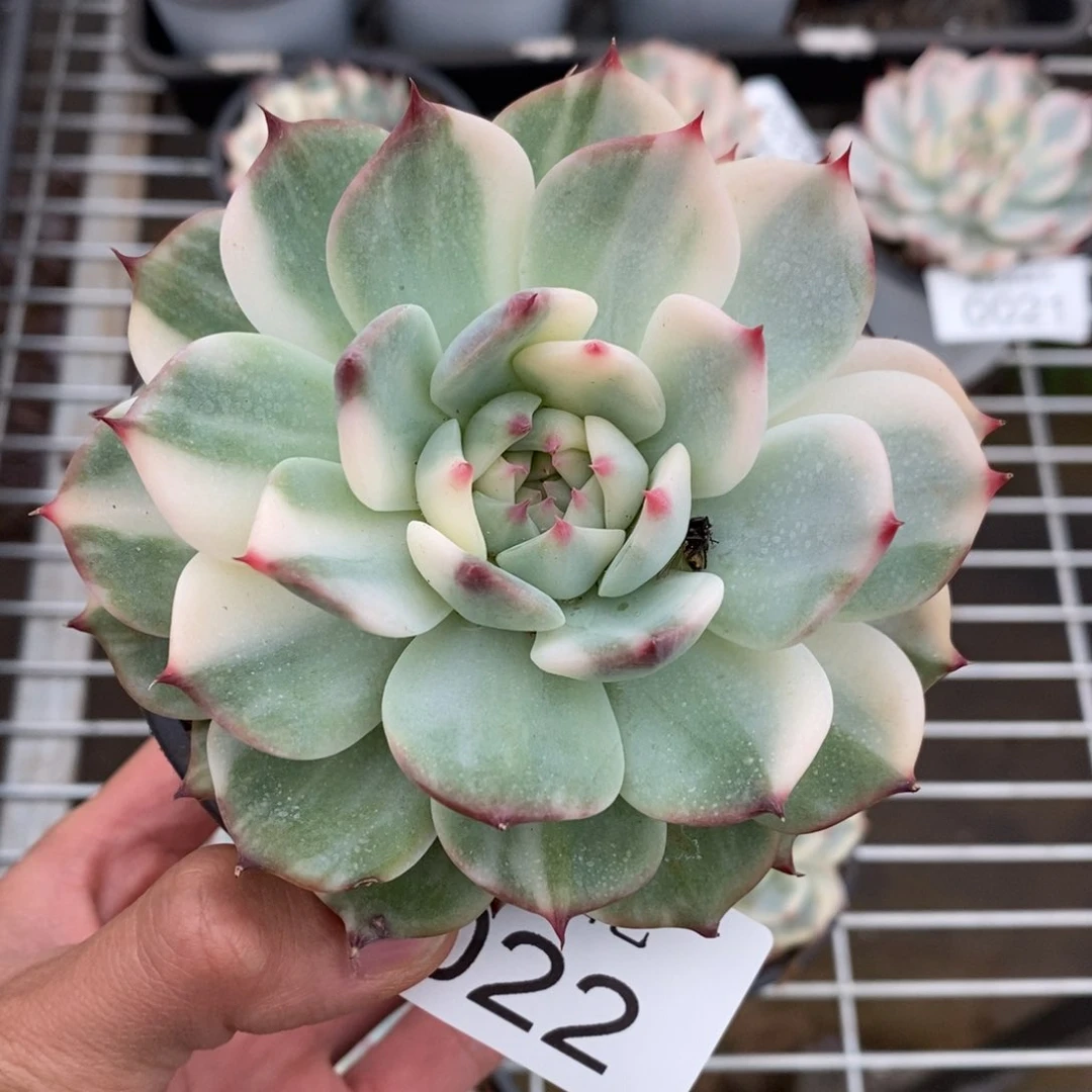 吉娃娃锦多肉植物0022