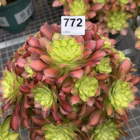 772韶华25厘米左右