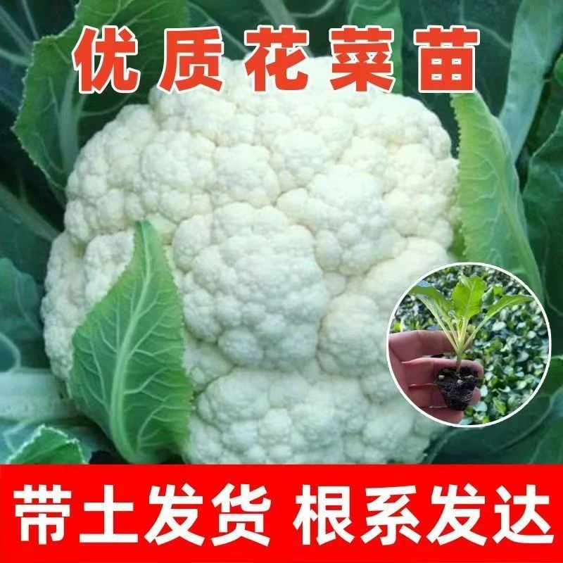 有机花菜苗秧苗青梗花椰菜四季松花种苗花椰菜耐热抗寒冬季易成活