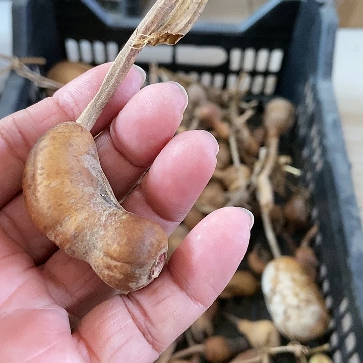 s***鹤cuo g c g ji f x