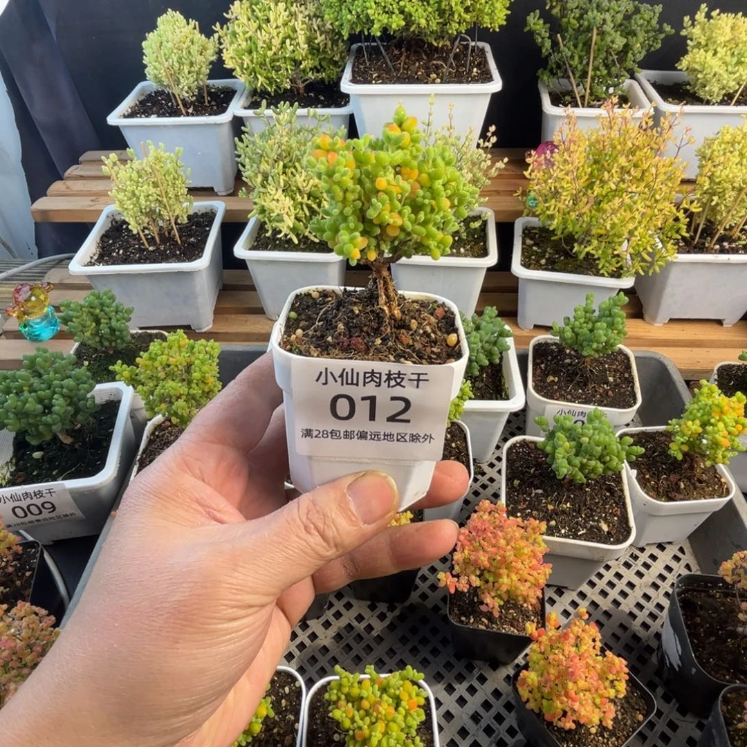 012枝干番杏小老桩金桔