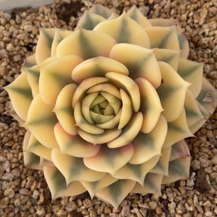 贝加尔湖锦一物一拍锦龙