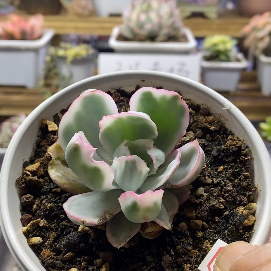 1546 伯克利锦多肉