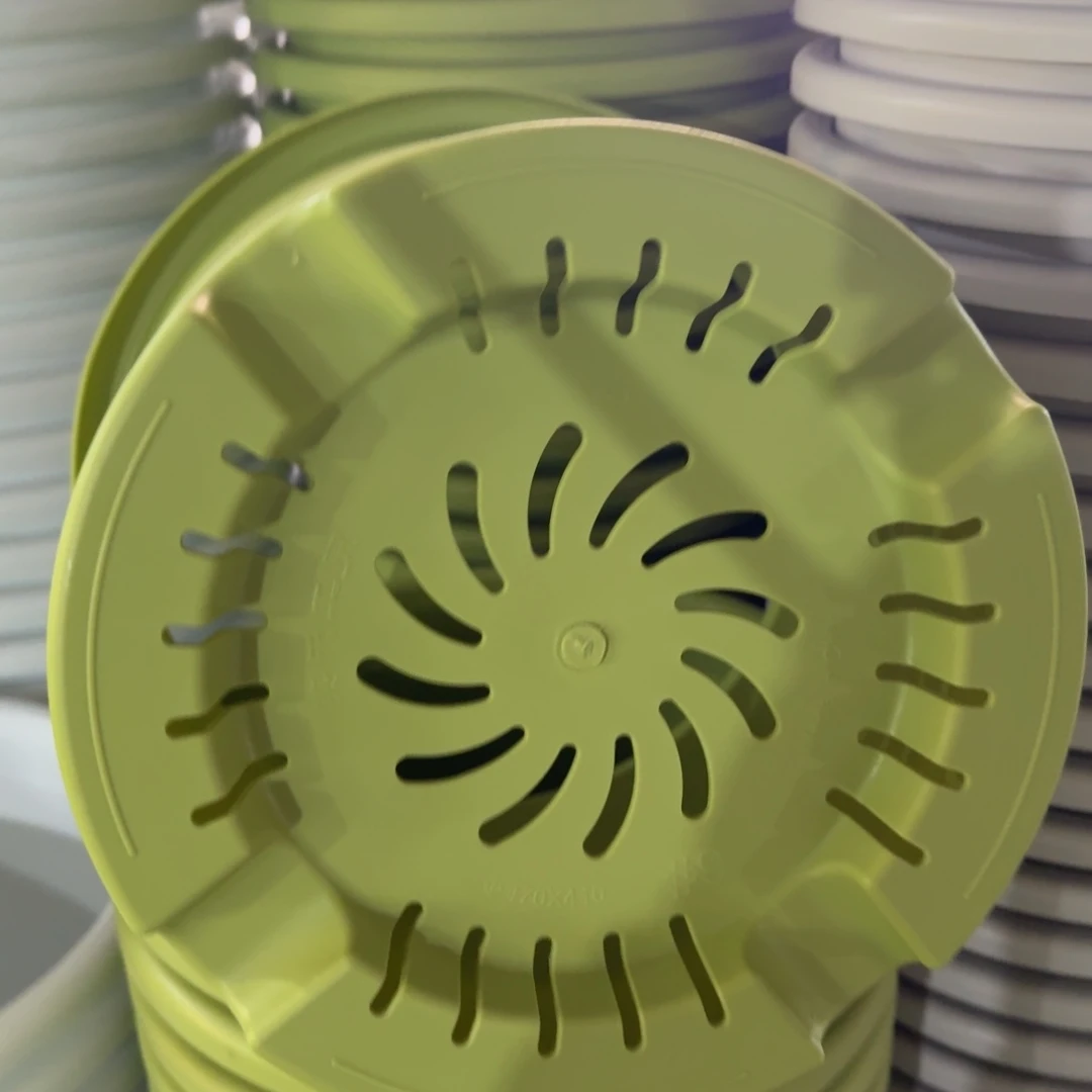 四季9号4个果绿色的