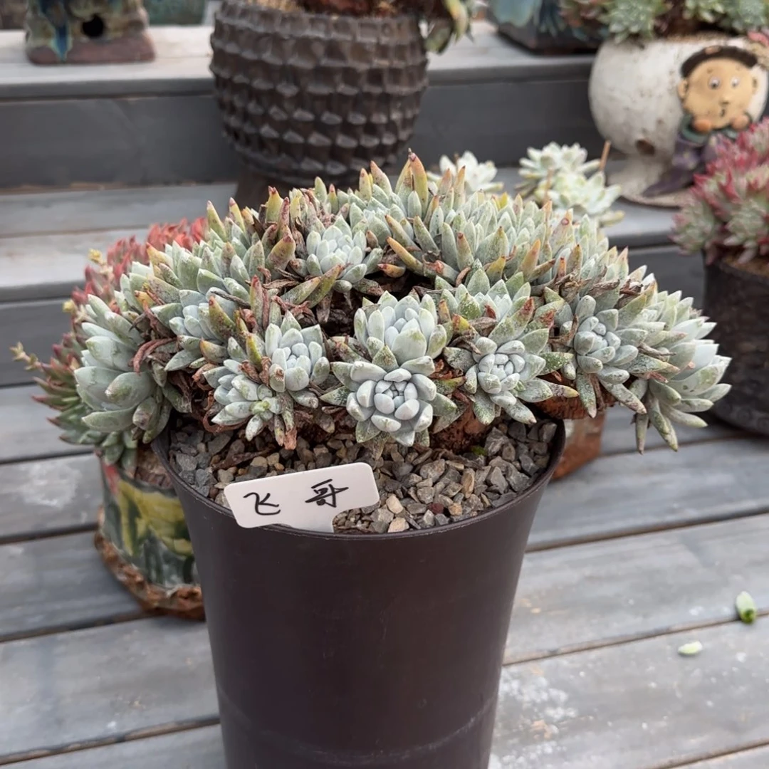 ?250313301多肉植物飞哥