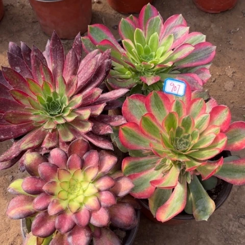 907多肉植物组合