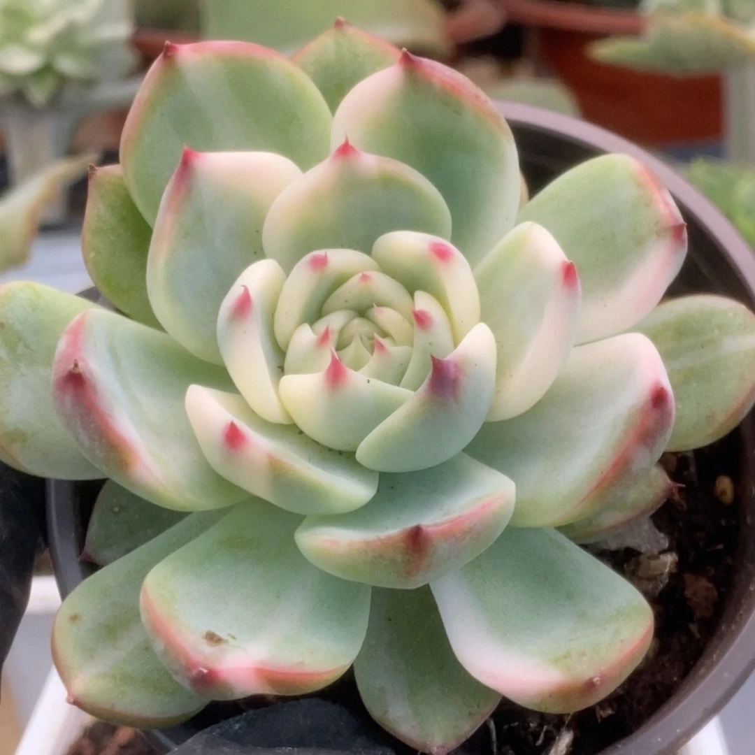 328锦锦锦锦锦锦锦锦