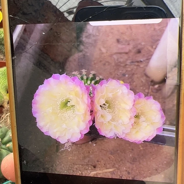 自根马丙，偏远不包邮