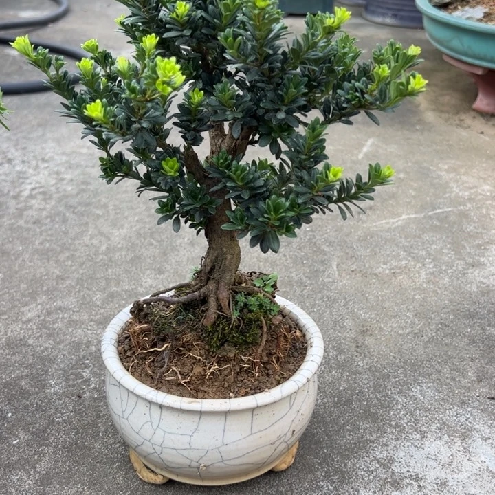无花朵清**阳黑珍珠罗汉松盆景