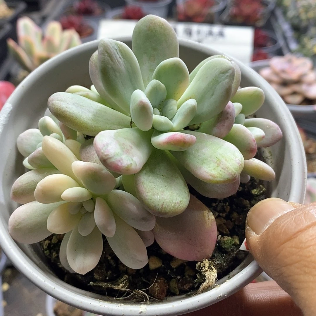 1585洛神石化锦群