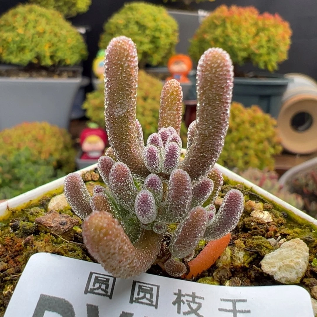 *****dy5252实生橙钻冠幅2.5cm