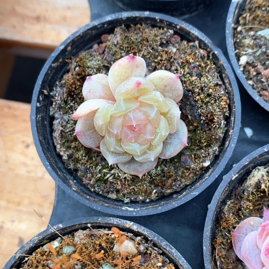 精品多肉一物一拍不包整21