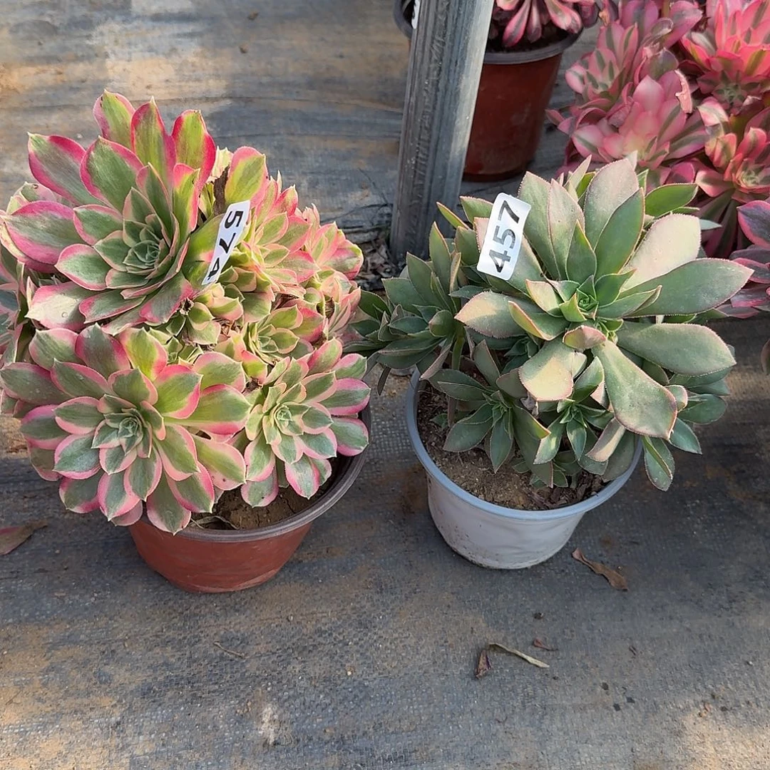 不周正2个457-574