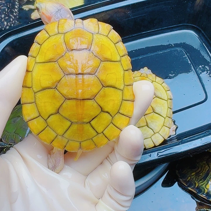 聚***依绿毛龟母2222222222222222