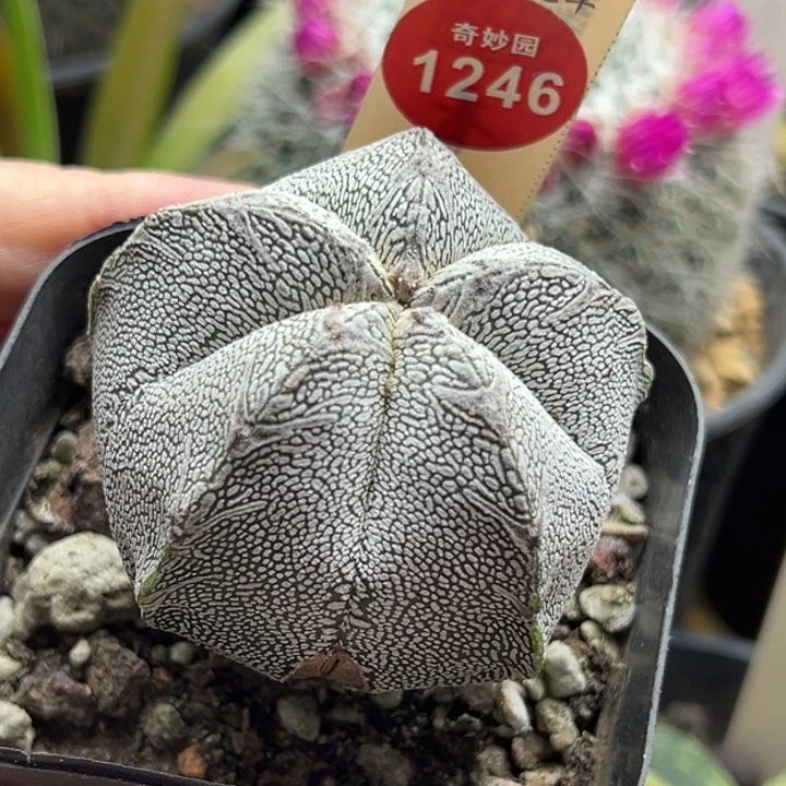 实生带V恩冢5.3cm侧面有斑