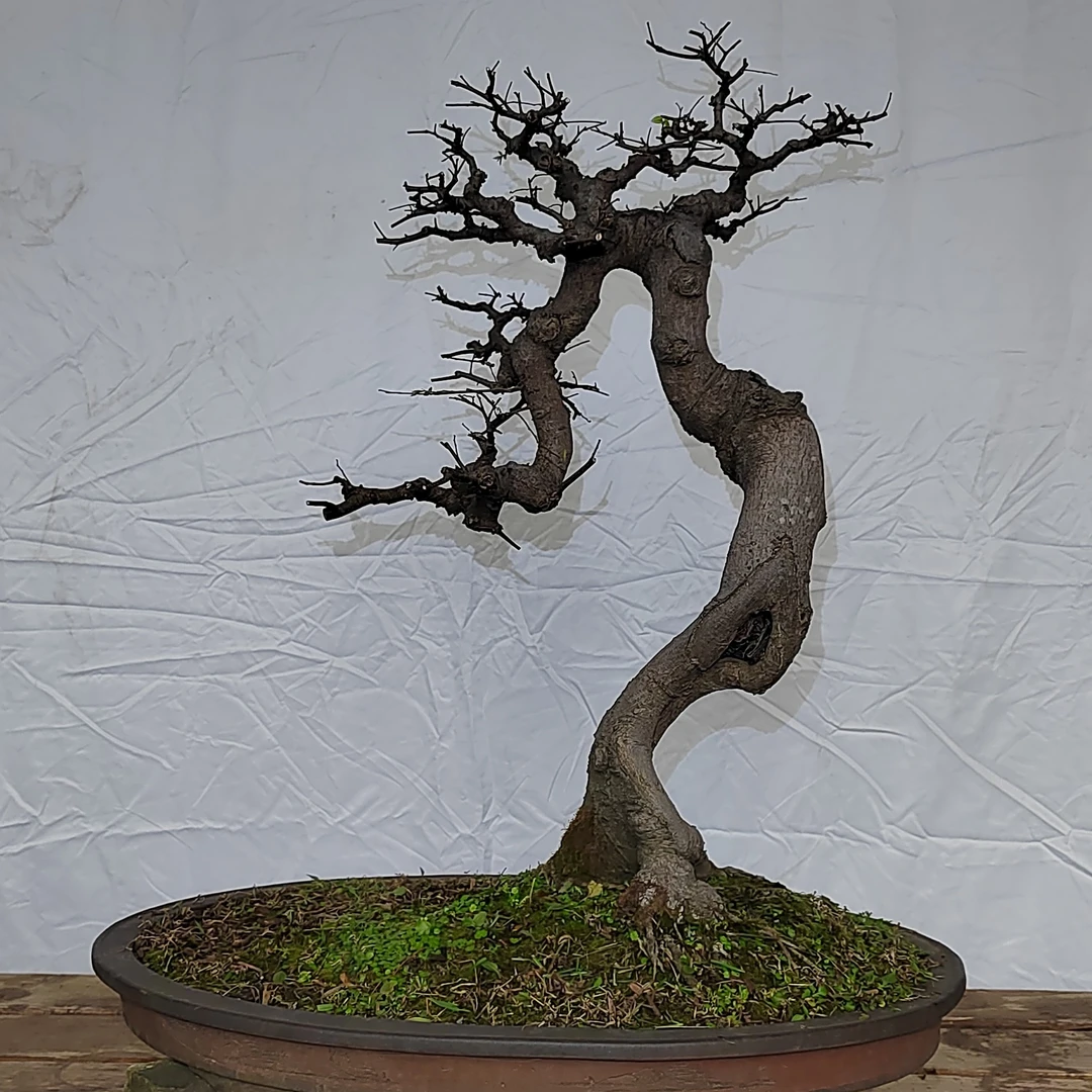 朴树，盆长70厘米，树高70厘米，根盘30厘米。