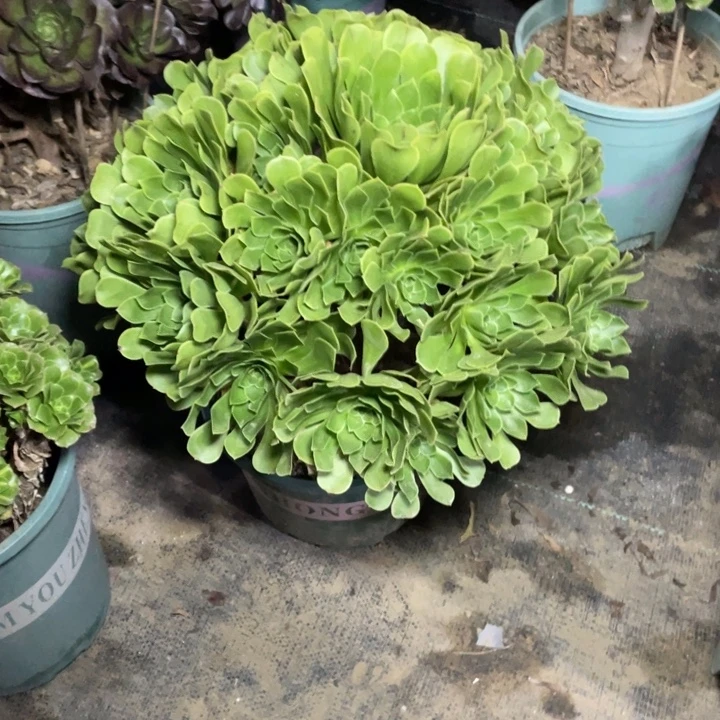 84阳光多肉多肉植物多肉