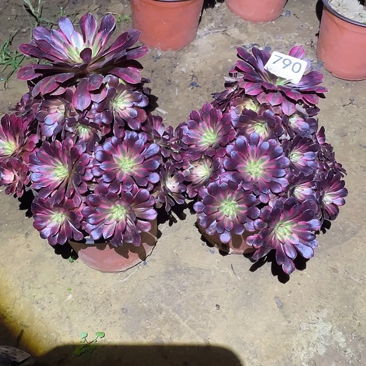 微***?多肉植物断枝不包790黑铜白两颗