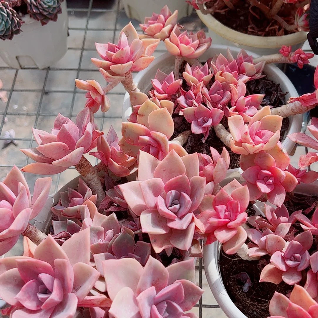 原始初恋多头群生精品特价二盆